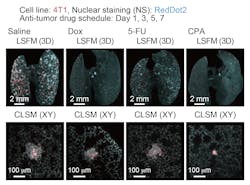 Quantitative evaluation of therapeutic effects of anti-tumor drugs in an experimental lung metastatic model: In vivo therapeutic efficacy of anti-tumor drugs. The 3D images of the lung samples are shown (4T1: mCherry, nuclei: RedDot2). Quantitative evaluation of therapeutic effects of anti-tumor drugs in an experimental lung metastatic model: In vivo therapeutic efficacy of anti-tumor drugs. The 3D images of the lung samples are shown (4T1: mCherry, nuclei: RedDot2).