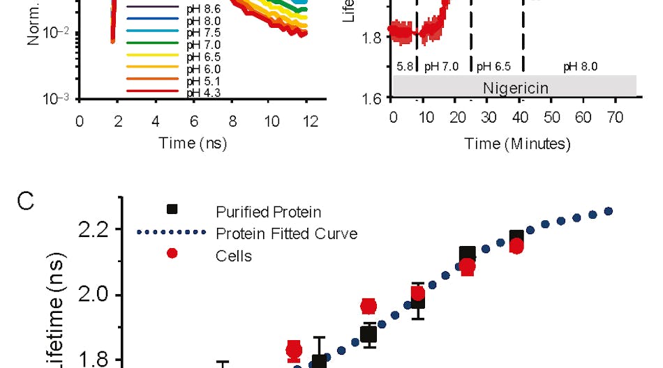 pH response of pHRed fluorescence lifetime (630 nm emission) with 860 nm two-photon excitation, where a) represents pH response of peak normalized fluorescence lifetime decays of purified pHRed in solution and b) shows intracellular pH in live Neuro2A cells imaged with FLIM. The nigericin method was used to manipulate pH. c) pH response of pHRed fluorescence lifetime in cells (n = 6) and protein in solution (n = 3) in solution agreed well with an apparent pKa of 6.9 (0.2, similar to the F575/F440 intensity ratio response.