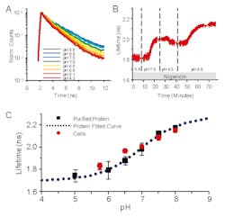 pH response of pHRed fluorescence lifetime (630 nm emission) with 860 nm two-photon excitation, where a) represents pH response of peak normalized fluorescence lifetime decays of purified pHRed in solution and b) shows intracellular pH in live Neuro2A cells imaged with FLIM. The nigericin method was used to manipulate pH. c) pH response of pHRed fluorescence lifetime in cells (n = 6) and protein in solution (n = 3) in solution agreed well with an apparent pKa of 6.9 (0.2, similar to the F575/F440 intensity ratio response. pH response of pHRed fluorescence lifetime (630 nm emission) with 860 nm two-photon excitation, where a) represents pH response of peak normalized fluorescence lifetime decays of purified pHRed in solution and b) shows intracellular pH in live Neuro2A cells imaged with FLIM. The nigericin method was used to manipulate pH. c) pH response of pHRed fluorescence lifetime in cells (n = 6) and protein in solution (n = 3) in solution agreed well with an apparent pKa of 6.9 (0.2, similar to the F575/F440 intensity ratio response.