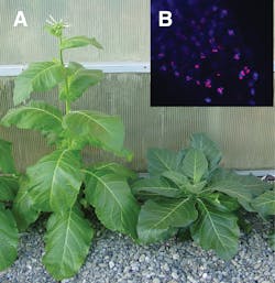 UC-Davis researchers introduced growth-altering red fluorescent proteins, created from naturally occurring plant photosensors, into tobacco plants (A). Fluorescence localization can be seen in the plants' roots (B). UC-Davis researchers introduced growth-altering red fluorescent proteins, created from naturally occurring plant photosensors, into tobacco plants (A). Fluorescence localization can be seen in the plants' roots (B).