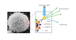 FIGURE 1. Cells can be characterized by several attributes, including size, nucleus shape, and presence and abundance of several hundred surface antigens identified so far. A solution of fluorophore-coupled antibodies matching a target antigen is mixed with the cell sample; the label-carrying antibodies only sticks to those cells presenting the antigens of interest. As those cells get exposed to a laser beam, the attached fluorophores emit fluorescence that identifies the cell in question. FIGURE 1. Cells can be characterized by several attributes, including size, nucleus shape, and presence and abundance of several hundred surface antigens identified so far. A solution of fluorophore-coupled antibodies matching a target antigen is mixed with the cell sample; the label-carrying antibodies only sticks to those cells presenting the antigens of interest. As those cells get exposed to a laser beam, the attached fluorophores emit fluorescence that identifies the cell in question.
