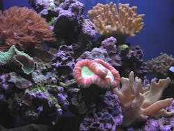 Clove Brain Leathers Green Star Polyps Clove Brain Leathers Green Star Polyps