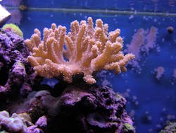 Finger Leather 625eb9c8892b6 Finger Leather 625eb9c8892b6