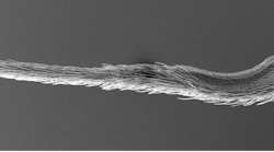 FIGURE 1. The calamistrum is a comb-like nanostructure on the hindmost legs of certain spiders that does not stick to nanofibers. FIGURE 1. The calamistrum is a comb-like nanostructure on the hindmost legs of certain spiders that does not stick to nanofibers.