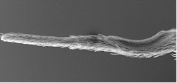 FIGURE 1. The calamistrum is a comb-like nanostructure on the hindmost legs of certain spiders that does not stick to nanofibers. FIGURE 1. The calamistrum is a comb-like nanostructure on the hindmost legs of certain spiders that does not stick to nanofibers.