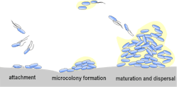 FIGURE 3. Stages of bacterial biofilm formation: blue: E. coli; yellow: stabilizing matrix; gray: surface.