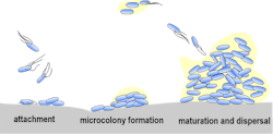 FIGURE 3. Stages of bacterial biofilm formation: blue: E. coli; yellow: stabilizing matrix; gray: surface. FIGURE 3. Stages of bacterial biofilm formation: blue: E. coli; yellow: stabilizing matrix; gray: surface.