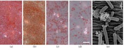 FIGURE 5. Optical micrographs of biofilm cultivation on PET foils (a-d). The left foil (a) is nonmodified, following three foils with decreasing ripple periods: 610 nm (b), 330 nm (c), and 210 nm (d). (e) Electron microscopy image of E. coli on laser-structured PET. Scale bar is 10 µm (a-d) or 1 µm (e), respectively, and LIPSS/ripples are horizontally oriented (b-e). FIGURE 5. Optical micrographs of biofilm cultivation on PET foils (a-d). The left foil (a) is nonmodified, following three foils with decreasing ripple periods: 610 nm (b), 330 nm (c), and 210 nm (d). (e) Electron microscopy image of E. coli on laser-structured PET. Scale bar is 10 µm (a-d) or 1 µm (e), respectively, and LIPSS/ripples are horizontally oriented (b-e).