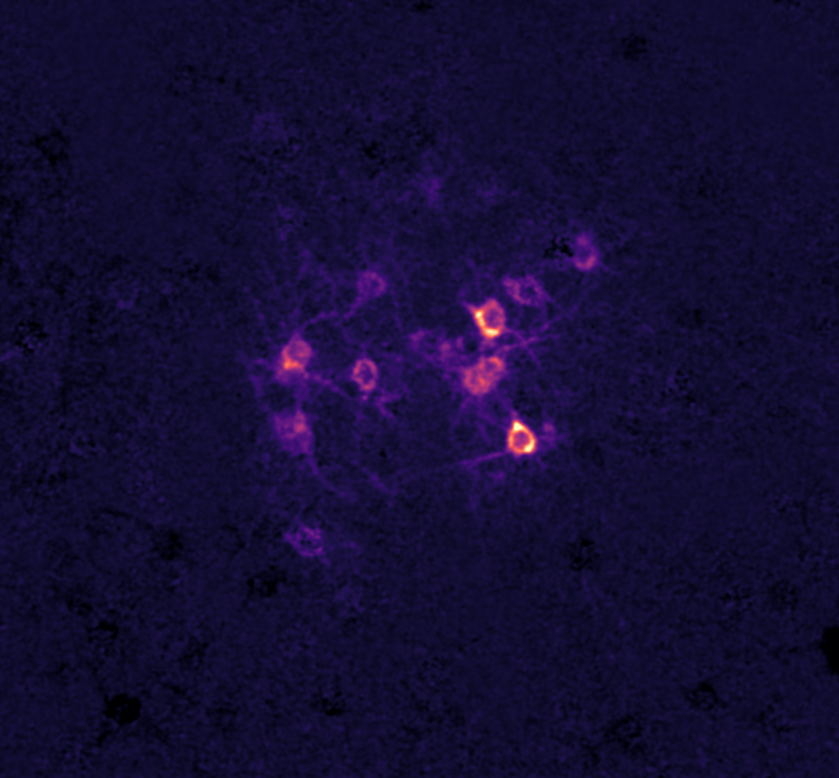 Photostimulation of a targeted group of neurons expressing photoactivatable ion channel ChRmine in the adult auditory cortex.