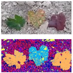 FIGURE 1. Early detection of diseases in vineyards using the SILIOS CMS4-V multispectral camera. FIGURE 1. Early detection of diseases in vineyards using the SILIOS CMS4-V multispectral camera.