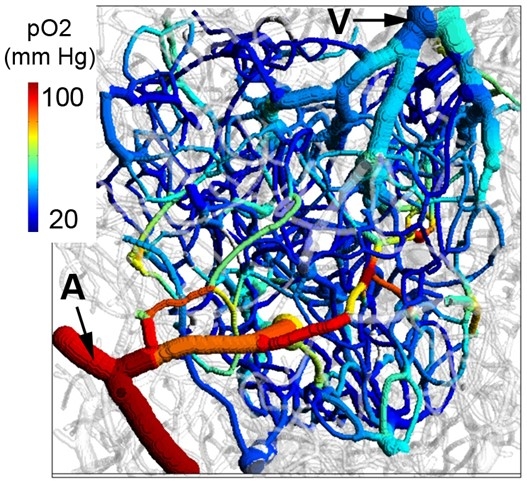 FIGURE 1. Oxygen levels in cerebral microvasculature mapped with 2PLM.