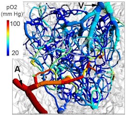 FIGURE 1. Oxygen levels in cerebral microvasculature mapped with 2PLM. FIGURE 1. Oxygen levels in cerebral microvasculature mapped with 2PLM.