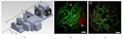 FIGURE 3. Portable GRIN endoscope. (a) Optical drawing, with total system length of the portable device of 10.6 in. (including the GRIN system). (b) Unaveragedin vivo images of unstained rat tissue acquired at 4 frames/s. The pseudo-color image shows red SHG signal (less than 405 nm) and green intrinsic fluorescent emission (405-700 nm). The image of the superficial kidney renal cortex shows dark renal interstitium (RI), dark cellular nuclei (N), and bright intrinsic fluorescent cytoplasm (CY) that form the epithelial cells in the renal tubules (RT), SHG signal from the tough fibrous layer that forms the renal capsule (RC), and the dark blood-filled lumen (L) inside the renal tubules. (c) Unaveraged three-photon image of ex vivo unstained mouse lung acquired at 2 frames/s.