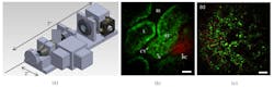 FIGURE 3. Portable GRIN endoscope. (a) Optical drawing, with total system length of the portable device of 10.6 in. (including the GRIN system). (b) Unaveragedin vivo images of unstained rat tissue acquired at 4 frames/s. The pseudo-color image shows red SHG signal (less than 405 nm) and green intrinsic fluorescent emission (405-700 nm). The image of the superficial kidney renal cortex shows dark renal interstitium (RI), dark cellular nuclei (N), and bright intrinsic fluorescent cytoplasm (CY) that form the epithelial cells in the renal tubules (RT), SHG signal from the tough fibrous layer that forms the renal capsule (RC), and the dark blood-filled lumen (L) inside the renal tubules. (c) Unaveraged three-photon image of ex vivo unstained mouse lung acquired at 2 frames/s. FIGURE 3. Portable GRIN endoscope. (a) Optical drawing, with total system length of the portable device of 10.6 in. (including the GRIN system). (b) Unaveragedin vivo images of unstained rat tissue acquired at 4 frames/s. The pseudo-color image shows red SHG signal (less than 405 nm) and green intrinsic fluorescent emission (405-700 nm). The image of the superficial kidney renal cortex shows dark renal interstitium (RI), dark cellular nuclei (N), and bright intrinsic fluorescent cytoplasm (CY) that form the epithelial cells in the renal tubules (RT), SHG signal from the tough fibrous layer that forms the renal capsule (RC), and the dark blood-filled lumen (L) inside the renal tubules. (c) Unaveraged three-photon image of ex vivo unstained mouse lung acquired at 2 frames/s.