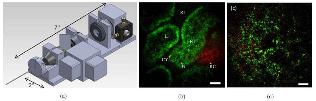 FIGURE 3. Portable GRIN endoscope. (a) Optical drawing, with total system length of the portable device of 10.6 in. (including the GRIN system). (b) Unaveragedin vivo images of unstained rat tissue acquired at 4 frames/s. The pseudo-color image shows red SHG signal (less than 405 nm) and green intrinsic fluorescent emission (405-700 nm). The image of the superficial kidney renal cortex shows dark renal interstitium (RI), dark cellular nuclei (N), and bright intrinsic fluorescent cytoplasm (CY) that form the epithelial cells in the renal tubules (RT), SHG signal from the tough fibrous layer that forms the renal capsule (RC), and the dark blood-filled lumen (L) inside the renal tubules. (c) Unaveraged three-photon image of ex vivo unstained mouse lung acquired at 2 frames/s.