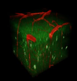 In vivo, 3D two-photon microscopy of mouse somatosensory cortex showing green fluorescent protein-expressing somatostatin interneurons (green) and their positions relative to the cortical vasculature. Field of view: 250 &times; 250 &times; 220 &mu;m volume.