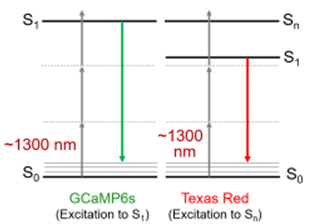 FIGURE 1. Three-photon excitation uses 3x the wavelength as conventional one-photon absorption. The 1300 nm excitation scheme shown here is for GCaMP6s, a genetically expressed calcium indicator. Recently Chris Xu and colleagues have demonstrated that 1300 nm can also excite longer-wavelength dyes such as Texas Red, a fluorescent dye that can be bonded to antibodies to label specific cellular components.