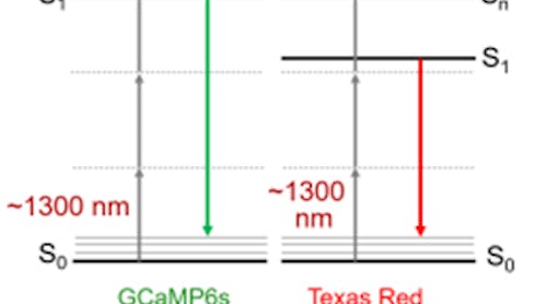 FIGURE 1. Three-photon excitation uses 3x the wavelength as conventional one-photon absorption. The 1300 nm excitation scheme shown here is for GCaMP6s, a genetically expressed calcium indicator. Recently Chris Xu and colleagues have demonstrated that 1300 nm can also excite longer-wavelength dyes such as Texas Red, a fluorescent dye that can be bonded to antibodies to label specific cellular components.