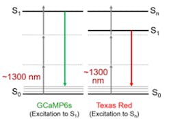 FIGURE 1. Three-photon excitation uses 3x the wavelength as conventional one-photon absorption. The 1300 nm excitation scheme shown here is for GCaMP6s, a genetically expressed calcium indicator. Recently Chris Xu and colleagues have demonstrated that 1300 nm can also excite longer-wavelength dyes such as Texas Red, a fluorescent dye that can be bonded to antibodies to label specific cellular components. FIGURE 1. Three-photon excitation uses 3x the wavelength as conventional one-photon absorption. The 1300 nm excitation scheme shown here is for GCaMP6s, a genetically expressed calcium indicator. Recently Chris Xu and colleagues have demonstrated that 1300 nm can also excite longer-wavelength dyes such as Texas Red, a fluorescent dye that can be bonded to antibodies to label specific cellular components.