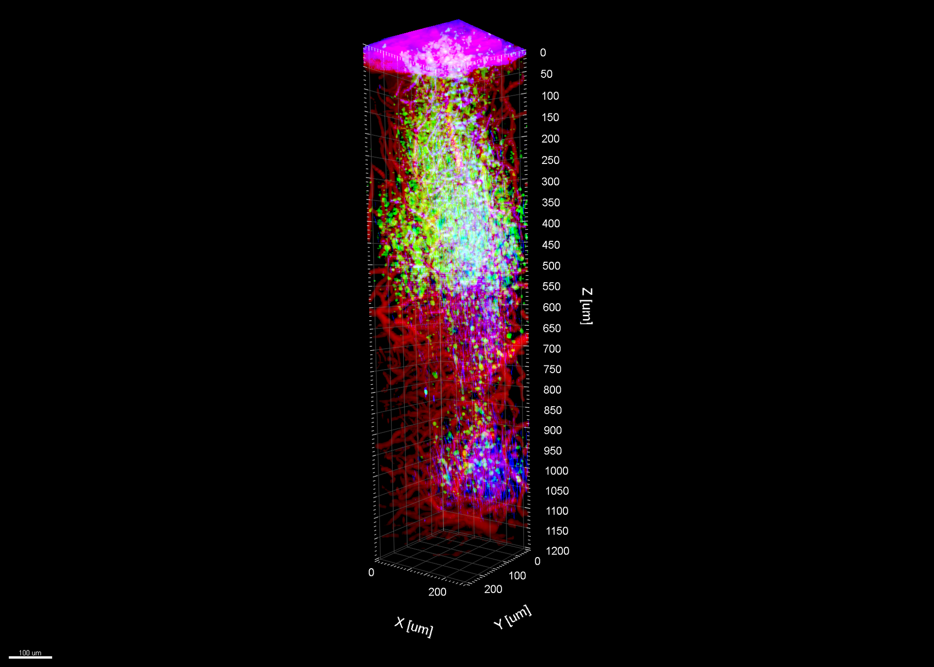 FIGURE 2. An example of deeper brain imaging in a mouse brain. This three-color image stack spans a depth of 1200 &micro;m; the image components are 3P excited GCaMP6s (green), 3P excited Texas Red (red), and third-harmonic generation (THG, blue).
