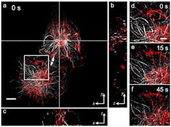 FIGURE 2. JSFR-SIM enables dual-color, 3D, dynamic observation of thick COS-7 cells. Microtubules (gray) and mitochondria (red) of the COS-7 cells are respectively stained with sfGFP and MitoTracker Red. (a) The maximum-intensity-projection image of the cell along the z-axis at the time t=0, in which the microtubules and the mitochondria are respectively rendered in gray and red. (b) The yz cross-section image of the volume t=0 along the vertical dashed line in (a). (c) The xz cross-section of the volume t=0 along the horizontal dashed line in (a). (d-f) are the maximum-intensity-projection images of the cells at three of the ten time-points, focused on the white-boxed region in panel (a). Scale bars: (a) 5 μm; (d-e) 2 μm. FIGURE 2. JSFR-SIM enables dual-color, 3D, dynamic observation of thick COS-7 cells. Microtubules (gray) and mitochondria (red) of the COS-7 cells are respectively stained with sfGFP and MitoTracker Red. (a) The maximum-intensity-projection image of the cell along the z-axis at the time t=0, in which the microtubules and the mitochondria are respectively rendered in gray and red. (b) The yz cross-section image of the volume t=0 along the vertical dashed line in (a). (c) The xz cross-section of the volume t=0 along the horizontal dashed line in (a). (d-f) are the maximum-intensity-projection images of the cells at three of the ten time-points, focused on the white-boxed region in panel (a). Scale bars: (a) 5 μm; (d-e) 2 μm.