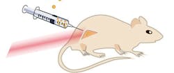 An illustration of a mouse with a cancerous tumor on its hind leg. The nanoparticles are injected directly into the tumor, which is then flashed with near-infrared laser light to penetrate through the tissue well and without no burn damage. An illustration of a mouse with a cancerous tumor on its hind leg. The nanoparticles are injected directly into the tumor, which is then flashed with near-infrared laser light to penetrate through the tissue well and without no burn damage.