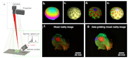 FIGURE 2. Augmented chemical reality visualization of pharmaceutical and lipid-rich compounds on a brain tissue sample. Raman-based system for the acquisition of MVR images (a); data accessing the topology of a hemisphere phantom (b); brightfield information mapped on the topology information (c); molecular information combined with AR and the topological information (d); information directly projected on the sample (f and g).