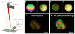 FIGURE 2. Augmented chemical reality visualization of pharmaceutical and lipid-rich compounds on a brain tissue sample. Raman-based system for the acquisition of MVR images (a); data accessing the topology of a hemisphere phantom (b); brightfield information mapped on the topology information (c); molecular information combined with AR and the topological information (d); information directly projected on the sample (f and g). FIGURE 2. Augmented chemical reality visualization of pharmaceutical and lipid-rich compounds on a brain tissue sample. Raman-based system for the acquisition of MVR images (a); data accessing the topology of a hemisphere phantom (b); brightfield information mapped on the topology information (c); molecular information combined with AR and the topological information (d); information directly projected on the sample (f and g).