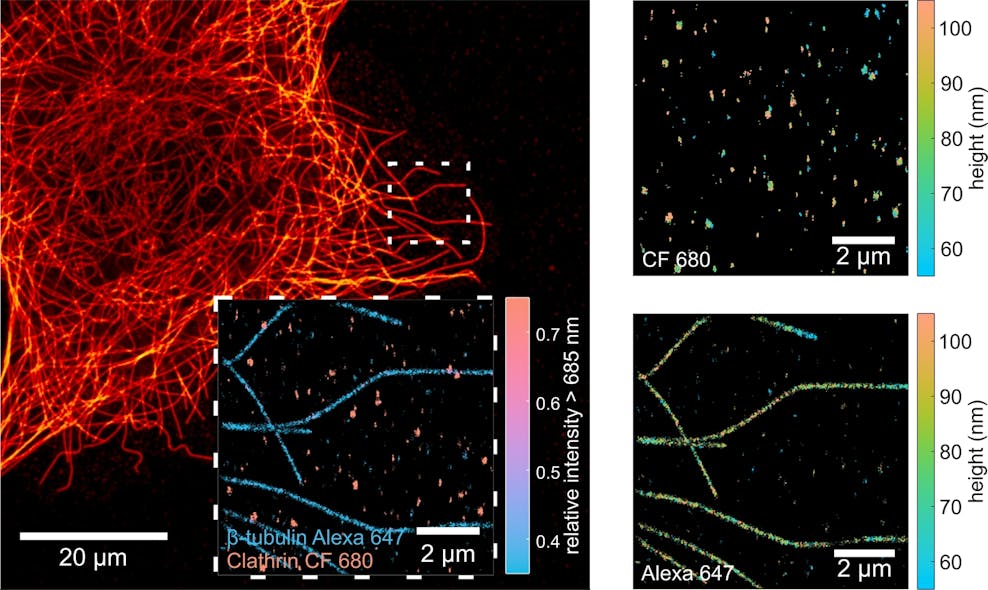 FIGURE 2. MIET-SMLM imaging of microtubules and clathrin pits in COS7 cells. Spectral splitting (inset) allows researchers to efficiently distinguish between two different targets. MIET imaging (right panel) gives height profiles with exceptionally high resolution.