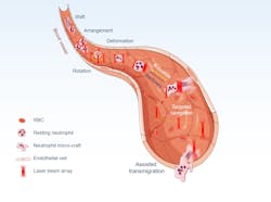 FIGURE 2. Rendering of the technique used by researchers to control a neutrophil microcraft. FIGURE 2. Rendering of the technique used by researchers to control a neutrophil microcraft.