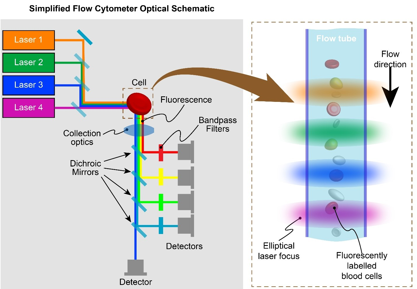 FIGURE 1. In a flow cytometer, fluorescently labeled cells pass single-file in a flow stream and are illuminated by several different laser wavelengths. The resulting fluorescence is detected after separation into different wavelength bands.