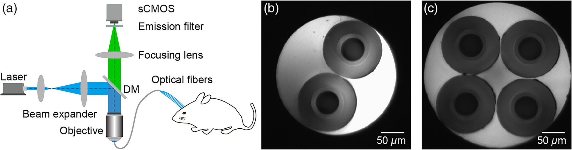 FIGURE 1. The construction of a multichannel fiber photometry system. A light beam from a 488 nm laser is coupled into all multimode fibers simultaneously by an objective. The emitted fluorescence is then collected by the same optical fibers and detected by a sCMOS camera (a). The fiber end faces on the sCMOS camera for the dual-channel mode (b) and four-channel mode (c).