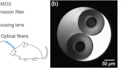 FIGURE 1. The construction of a multichannel fiber photometry system. A light beam from a 488 nm laser is coupled into all multimode fibers simultaneously by an objective. The emitted fluorescence is then collected by the same optical fibers and detected by a sCMOS camera (a). The fiber end faces on the sCMOS camera for the dual-channel mode (b) and four-channel mode (c).