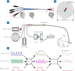 FIGURE 2. A custom-designed four-branch fiber bundle and multi-function fiber photometry system. The four-branch fiber bundle (a) includes the single-fiber branch (i~iii), the collection branch (iv), and the common branch (v). Diagram of the four-branch fiber bundle (b) common branch (v). The common branch v (500 μm) consists of 85 hexagon distributed optical fibers (Φ50 μm/0.54 NA) in total. The three brighter fibers in the center of the bundle correspond to the three single-fiber branches (i~iii) for coupling to three different excitation lights. Schematic diagram of the multifunction fiber photometry system constructed with the four-branch fiber bundle. Three light sources with different wavelengths are coupled into the multi-mode fiber and are connected to the mouse through the three single-fiber branches i~iii (c). Schematic diagram of the lock-in amplifier for the multifunction fiber photometry system (d). These two excitation lights are modulated by sinusoidal signals with different frequencies (450 nm, 211 Hz; 561 nm, 531 Hz). FIGURE 2. A custom-designed four-branch fiber bundle and multi-function fiber photometry system. The four-branch fiber bundle (a) includes the single-fiber branch (i~iii), the collection branch (iv), and the common branch (v). Diagram of the four-branch fiber bundle (b) common branch (v). The common branch v (500 μm) consists of 85 hexagon distributed optical fibers (Φ50 μm/0.54 NA) in total. The three brighter fibers in the center of the bundle correspond to the three single-fiber branches (i~iii) for coupling to three different excitation lights. Schematic diagram of the multifunction fiber photometry system constructed with the four-branch fiber bundle. Three light sources with different wavelengths are coupled into the multi-mode fiber and are connected to the mouse through the three single-fiber branches i~iii (c). Schematic diagram of the lock-in amplifier for the multifunction fiber photometry system (d). These two excitation lights are modulated by sinusoidal signals with different frequencies (450 nm, 211 Hz; 561 nm, 531 Hz).