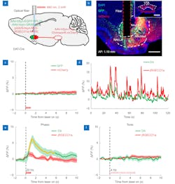 FIGURE 3. Simultaneous dual-color recording and optogenetic manipulation of neuronal activities in the NAcLat (nucleus accumbens lateral shell) of a freely moving mouse. (a) Schematic diagram of simultaneous dual-color recording and optogenetic manipulation of neuronal activity surgery. (b) Histology confirming GFP (green) labeled neurons and ChrimsonR (red) labeled dopaminergic neuron terminal expression in the NAcLat. The brain slice is 1.1 mm anterior to the bregma. Scale bar, 500 μm. (c) No stimulation artifacts exist when simultaneously performing optogenetic manipulation and real-time dual-color recording in this system. The red bar indicates the time of stimulation. (d) Example of DA and neuronal Ca2+ traces simultaneously recorded in the NAcLat of a freely moving mouse. (e) Averaged DA signal and neuronal Ca2+ signal transients in response to phasic optogenetic stimulation (10 trials). The red bar indicates the time of stimulation. Orange segments indicate a statistically significant increase from the baseline. (f) Averaged DA signal and neuronal Ca2+ signal transients in response to tonic optogenetics. The red bar indicates the time of stimulation. FIGURE 3. Simultaneous dual-color recording and optogenetic manipulation of neuronal activities in the NAcLat (nucleus accumbens lateral shell) of a freely moving mouse. (a) Schematic diagram of simultaneous dual-color recording and optogenetic manipulation of neuronal activity surgery. (b) Histology confirming GFP (green) labeled neurons and ChrimsonR (red) labeled dopaminergic neuron terminal expression in the NAcLat. The brain slice is 1.1 mm anterior to the bregma. Scale bar, 500 μm. (c) No stimulation artifacts exist when simultaneously performing optogenetic manipulation and real-time dual-color recording in this system. The red bar indicates the time of stimulation. (d) Example of DA and neuronal Ca2+ traces simultaneously recorded in the NAcLat of a freely moving mouse. (e) Averaged DA signal and neuronal Ca2+ signal transients in response to phasic optogenetic stimulation (10 trials). The red bar indicates the time of stimulation. Orange segments indicate a statistically significant increase from the baseline. (f) Averaged DA signal and neuronal Ca2+ signal transients in response to tonic optogenetics. The red bar indicates the time of stimulation.