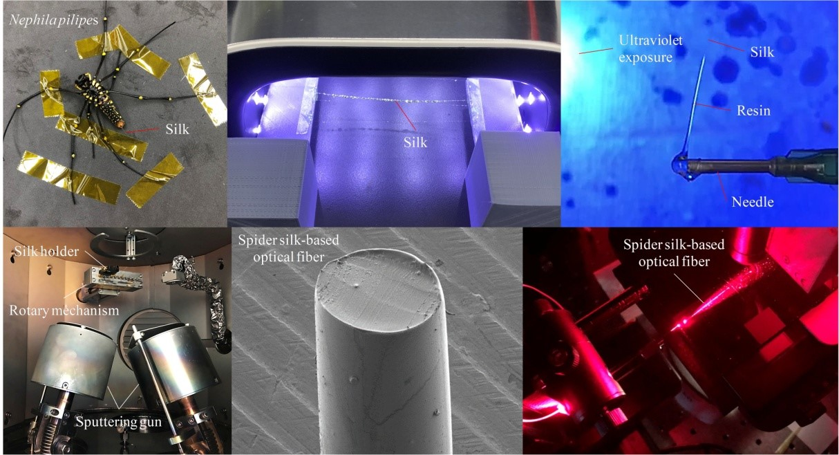 Using spider silk as an optical fiber, researchers are creating a sensor to detect blood glucose and other biochemical analytes in the body in real time.