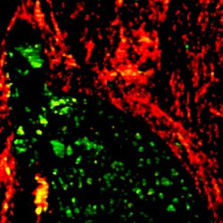 FIGURE 3. Broadband CARS image of a 6-µm-thick slice of a murine vertebra. Concentration map of the sample featuring bone marrow (green) and bone (red). Imaging settings for the CARS dataset: 50 µm scale bar, 150 × 150 pixels, 1 µm pixel size, 1340 spectral points, and 10 ms pixel dwell time. FIGURE 3. Broadband CARS image of a 6-µm-thick slice of a murine vertebra. Concentration map of the sample featuring bone marrow (green) and bone (red). Imaging settings for the CARS dataset: 50 µm scale bar, 150 × 150 pixels, 1 µm pixel size, 1340 spectral points, and 10 ms pixel dwell time.