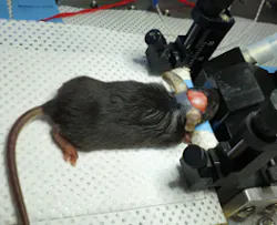 FIGURE 2. Researchers observed and imaged the mouse's neural network in the visible wavelength region. The skull remained intact, so the only alteration needed is removal of the skin (top). A high-resolution projection image of a mouse's neural network obtained with the new holographic microscope is also shown (bottom).