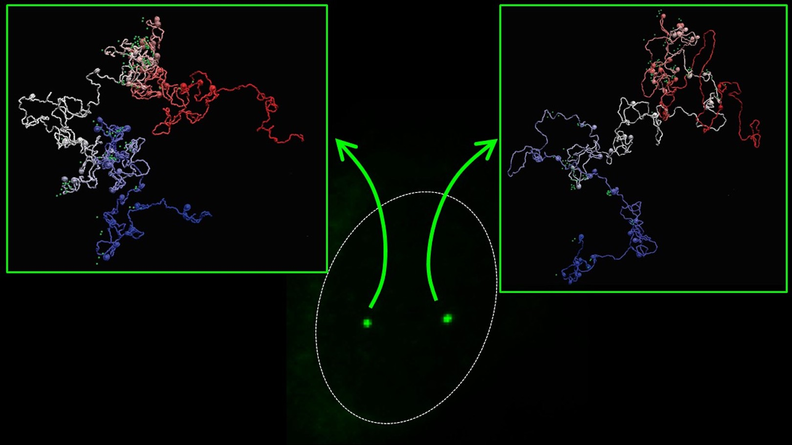 Gene structures (green dots in center) as seen using conventional imaging methods. To the right and left are the same gene structures captured with the new MiOS technology