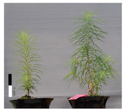 Japanese larch tree seedlings grown without (left) and with (right) the use of the Eu3+-based WCM sheet. Japanese larch tree seedlings grown without (left) and with (right) the use of the Eu3+-based WCM sheet.