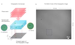Detailed view of the inline holographic microscope (a)—a plane wave generated by a monochromatic LED source illuminates the sample well that contains two different species of planktons (Dunaliella tertiolecta and Oxyrrhis marina), whose bright-field microscope images are shown in the insets. The holograms of the planktons are shown in the cropped holographic image at the bottom. Full-scale hologram (b). Inline holographic microscopes offer a large field of view; in this case, the active region of the sensor has the dimensions of 4.6 mm × 3.5 mm. Detailed view of the inline holographic microscope (a)—a plane wave generated by a monochromatic LED source illuminates the sample well that contains two different species of planktons (Dunaliella tertiolecta and Oxyrrhis marina), whose bright-field microscope images are shown in the insets. The holograms of the planktons are shown in the cropped holographic image at the bottom. Full-scale hologram (b). Inline holographic microscopes offer a large field of view; in this case, the active region of the sensor has the dimensions of 4.6 mm × 3.5 mm.