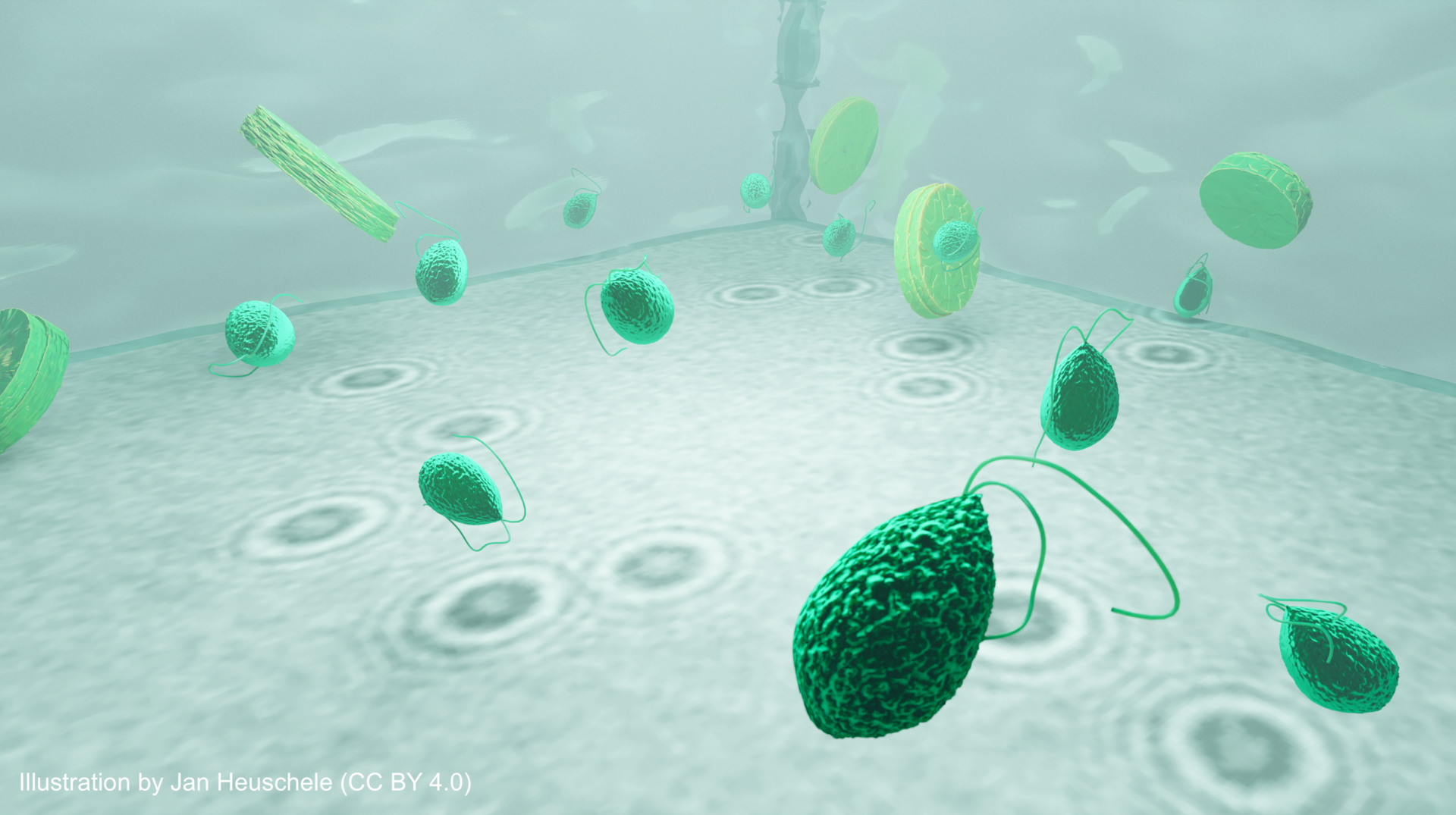 Illustrations showing microplanktons (green) being imaged with a holographic microscope. The holograms (shown at the bottom) act as a unique fingerprint of the microplankton dry mass and vertical distance.