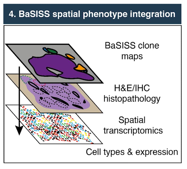 FIGURE 2. Spatial phenotype integration to reveal clone-specific histology, gene expression, and microenvironment.