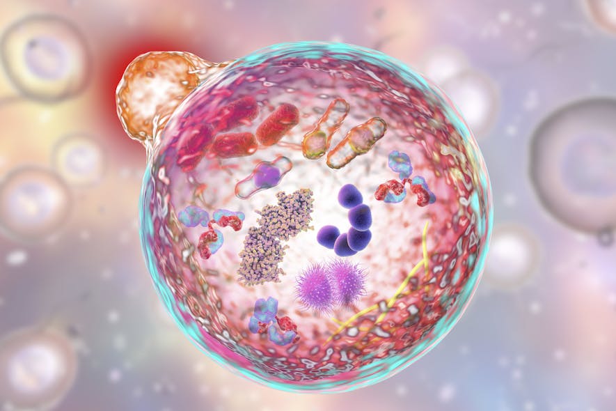 Cell Metabolism