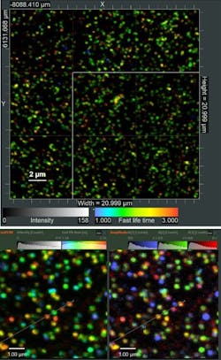FIGURE 4. Single DNA origamis labeled with Cy3B and Atto647N immobilized on surface are shown (left); an area of 21 × 21 µm was imaged with 9 tiles stitched together. FLIM analysis results of a single image tile (right), average lifetime on the left and multiexponential fitting overlay on the right. FIGURE 4. Single DNA origamis labeled with Cy3B and Atto647N immobilized on surface are shown (left); an area of 21 × 21 µm was imaged with 9 tiles stitched together. FLIM analysis results of a single image tile (right), average lifetime on the left and multiexponential fitting overlay on the right.