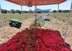 Red spectrum shone over tomatoes in an agrivoltaic system. Red spectrum shone over tomatoes in an agrivoltaic system.