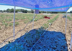 Blue spectrum shone over tomatoes in an agrivoltaic system. Blue spectrum shone over tomatoes in an agrivoltaic system.