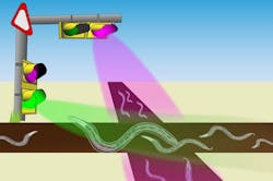 A new system allows researchers to control a nematode worm with light-sensitive proteins (opsins) triggered by white, UV, and green. A new system allows researchers to control a nematode worm with light-sensitive proteins (opsins) triggered by white, UV, and green.