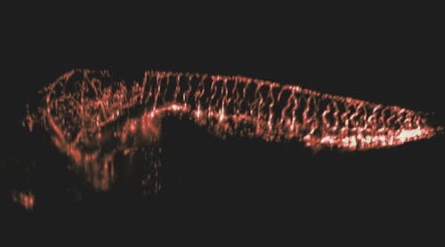 With their new technique, the researchers viewed a zebrafish larvae, capturing whole-body volumetric recordings of its neural activity.
