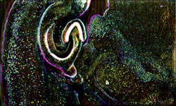 The new mesoscopic oblique plane microscopy technique was demonstrated on slices of a mouse brain. It offered a comprehensive view of neural circuits throughout the central nervous system. The new mesoscopic oblique plane microscopy technique was demonstrated on slices of a mouse brain. It offered a comprehensive view of neural circuits throughout the central nervous system.